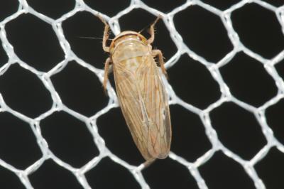  Exitianus capicola (Stål, 1855)