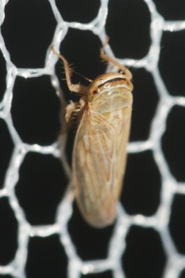  Exitianus capicola (Stål, 1855)