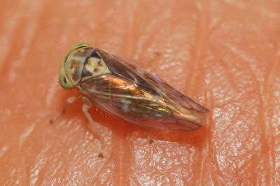  Tremulicerus distinguendus (Kirschbaum, 1868)