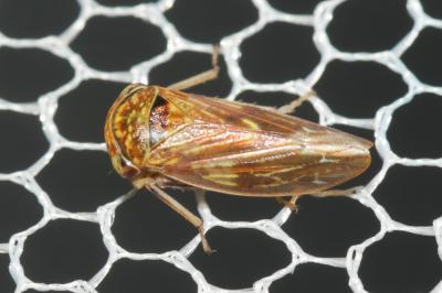  Rhytidodus decimusquartus (Schrank, 1776)