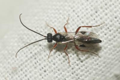  Braconidae Nees, 1811