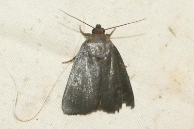 Noctuelle livide (La) Amphipyra livida (Denis & Schiffermüller, 1775)