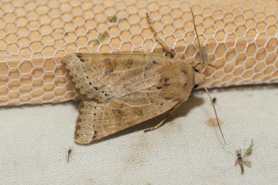  Agrochola lunosa (Haworth, 1809)