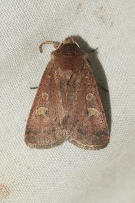 Trimaculée (La) Xestia xanthographa (Denis & Schiffermüller, 1775)