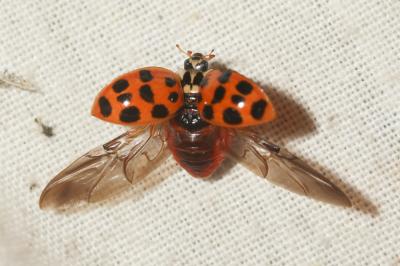 Coccinelle asiatique (la) Harmonia axyridis (Pallas, 1773)