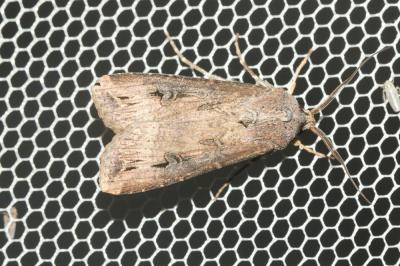 Noctuelle baignée (La) Agrotis ipsilon (Hufnagel, 1766)