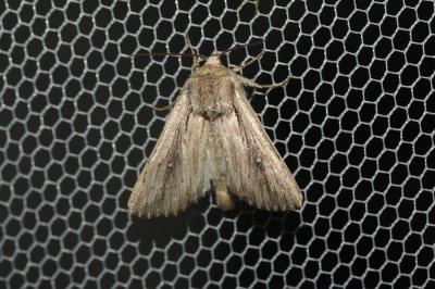 Leucanie assombrie (La) Leucania putrescens (Hübner, 1824)