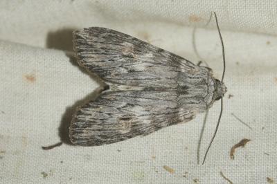 Xyline australe (La) Aporophyla australis (Boisduval, 1829)