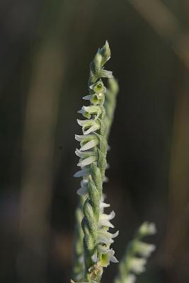 Spiranthe d'automne, Spiranthe spiralée Spiranthes spiralis (L.) Chevall., 1827