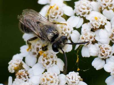  Andrena Fabricius, 1775