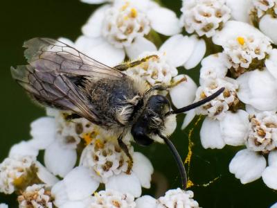  Andrena Fabricius, 1775