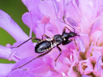 Nabide-fourmi Himacerus mirmicoides (O. Costa, 1834)