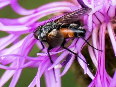  Eriothrix rufomaculatus (De Geer, 1776)