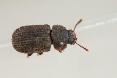  Eledona agricola (Herbst, 1783)