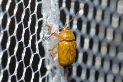 Cryptocéphale sulfureux Cryptocephalus sulphureus Olivier, 1808