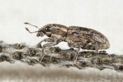  Sitona puncticollis Stephens, 1831