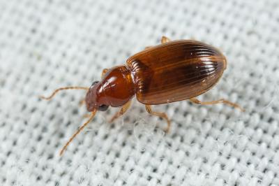  Bradycellus verbasci (Duftschmid, 1812)