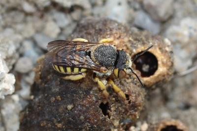  Icteranthidium grohmanni (Spinola, 1838)