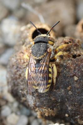  Icteranthidium grohmanni (Spinola, 1838)