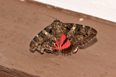 Conjointe (La) Catocala coniuncta (Esper, 1787)