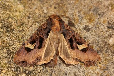  Trigonophora flammea flammea (Esper, 1785)