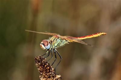 Sympétrum de Fonscolombe (Le) Sympetrum fonscolombii (Selys, 1840)