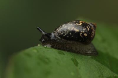 Gastéropodes Gastropoda Cuvier, 1795