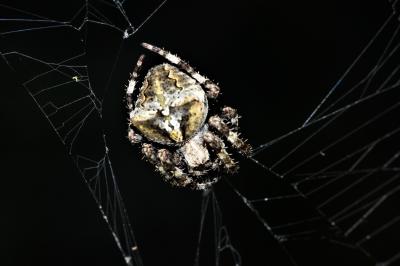 Épeire angulaire Araneus angulatus Clerck, 1758