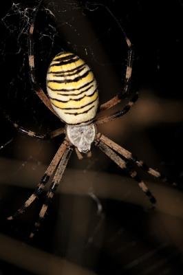 Épeire frelon Argiope bruennichi (Scopoli, 1772)