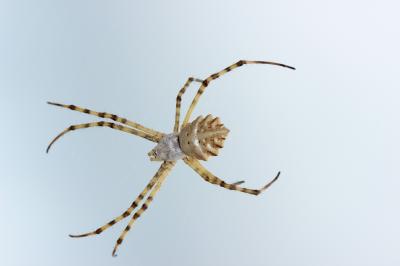  Argiope lobata (Pallas, 1772)