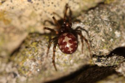  Steatoda triangulosa (Walckenaer, 1802)