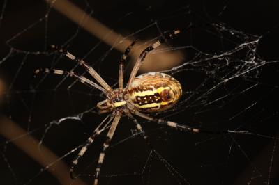 Épeire frelon Argiope bruennichi (Scopoli, 1772)