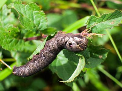 petit Sphinx de la Vigne (Le) Deilephila porcellus (Linnaeus, 1758)