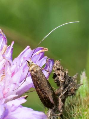  Nemophora metallica (Poda, 1761)