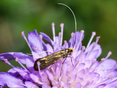  Nemophora metallica (Poda, 1761)