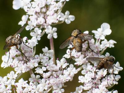  Dexia rustica (Fabricius, 1775)