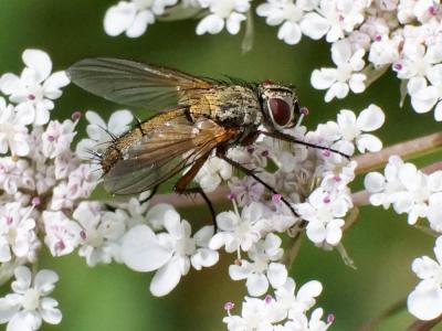  Dexia rustica (Fabricius, 1775)