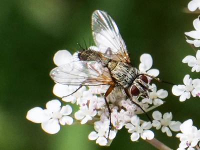  Dexia rustica (Fabricius, 1775)