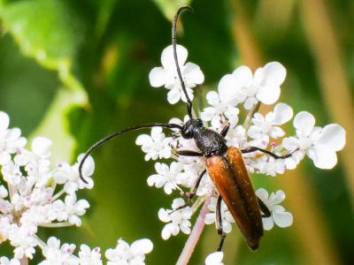  Stenurella bifasciata (Müller, 1776)