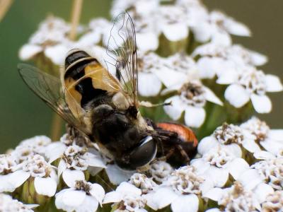  Eristalis arbustorum (Linnaeus, 1758)