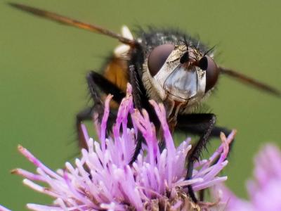  Tachina magnicornis (Zetterstedt, 1844)
