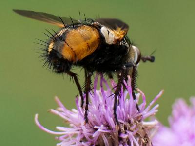  Tachina magnicornis (Zetterstedt, 1844)