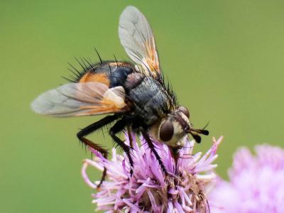  Tachina fera (Linnaeus, 1760)
