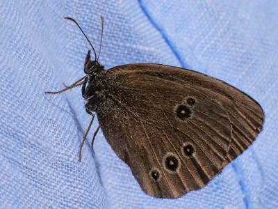 Tristan (Le) Aphantopus hyperantus (Linnaeus, 1758)