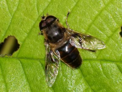 Eristale gluante, Mouche pourceau Eristalis tenax (Linnaeus, 1758)