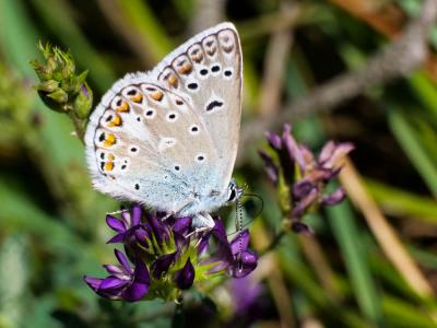 Azuré de l'Adragant (L'), Azuré du Plantain (L'),  Polyommatus escheri (Hübner, 1823)