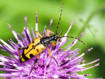 Lepture tacheté (Le) Rutpela maculata (Poda, 1761)