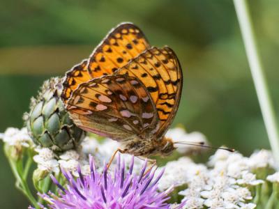 Grand Nacré (Le), Aglaé (L'), Moyen-Nacré (Le) Speyeria aglaja (Linnaeus, 1758)