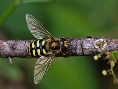  Eupeodes corollae (Fabricius, 1794)