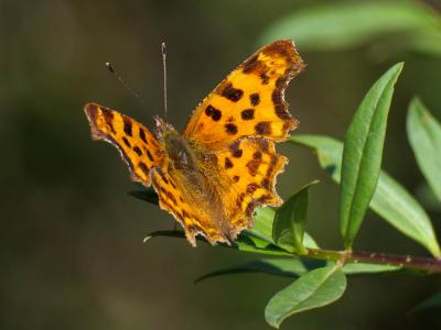 Gamma (Le), Robert-le-diable (Le), C-blanc (Le), D Polygonia c-album (Linnaeus, 1758)
